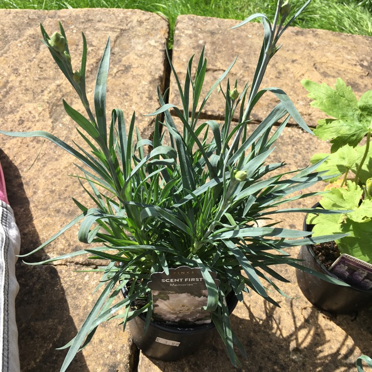 Plant image Dianthus 'Memories'