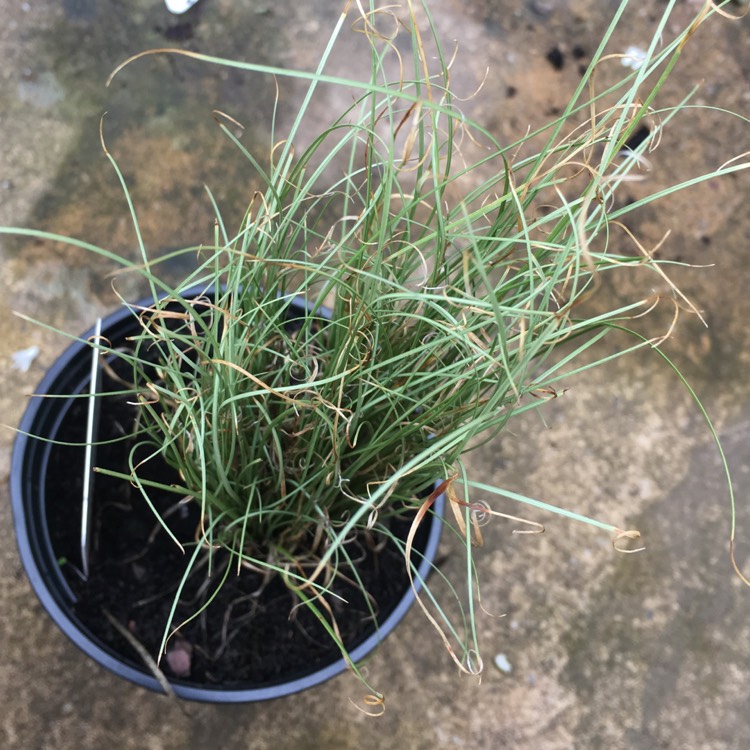 Plant image Carex comans 'Amazon Mist'
