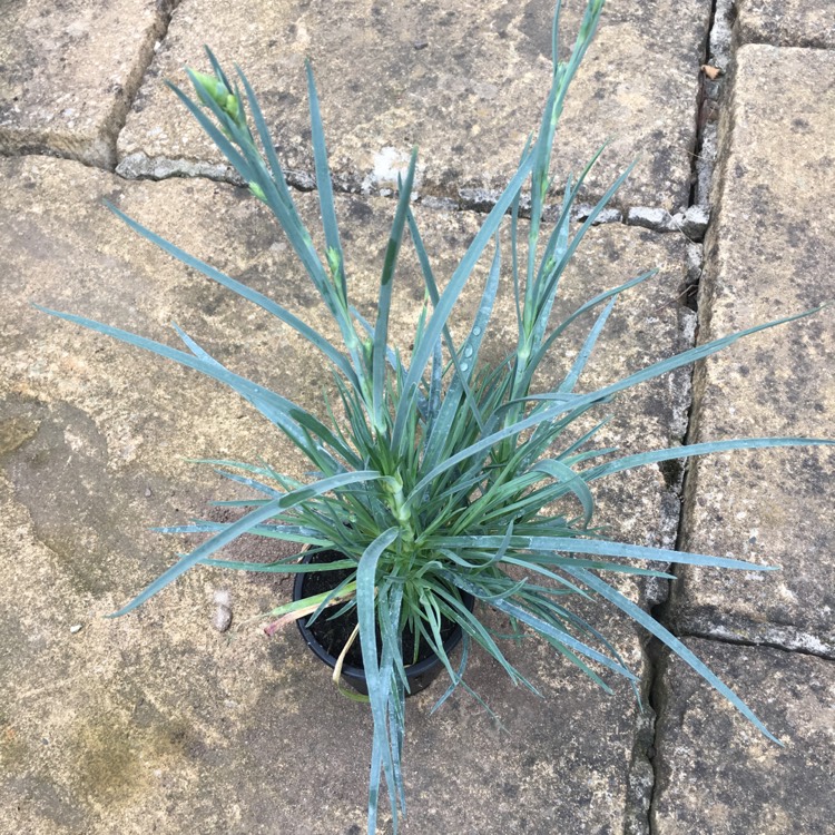 Plant image Dianthus 'Houndspool Cheryl'