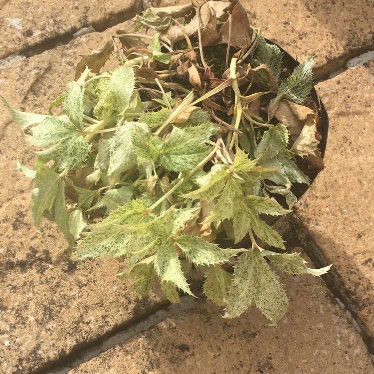 plant image 745579
