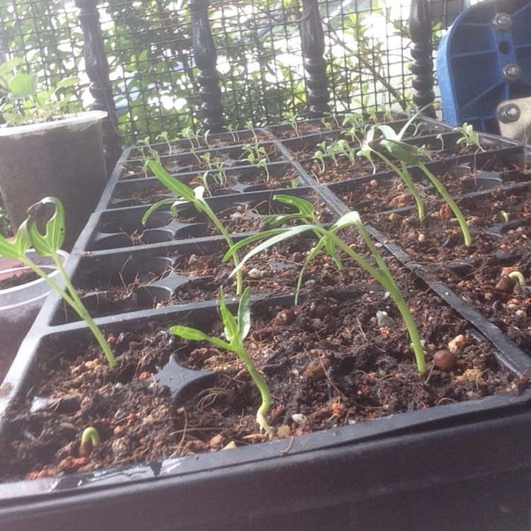 plant image 1142957