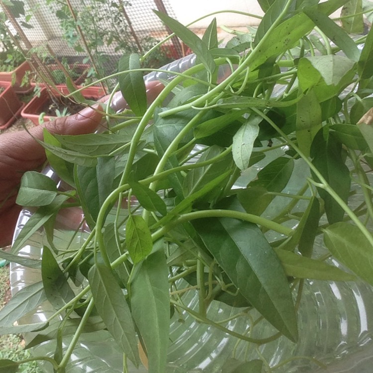 Plant image Ipomoea aquatica