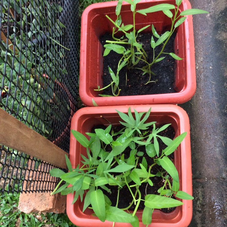 plant image 1167788