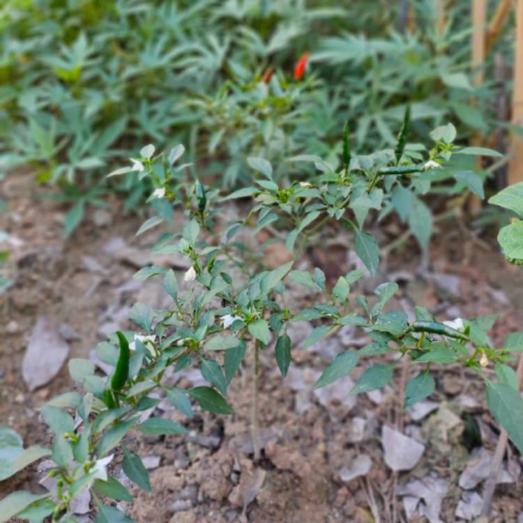 plant image 1217787 plant image 1217787