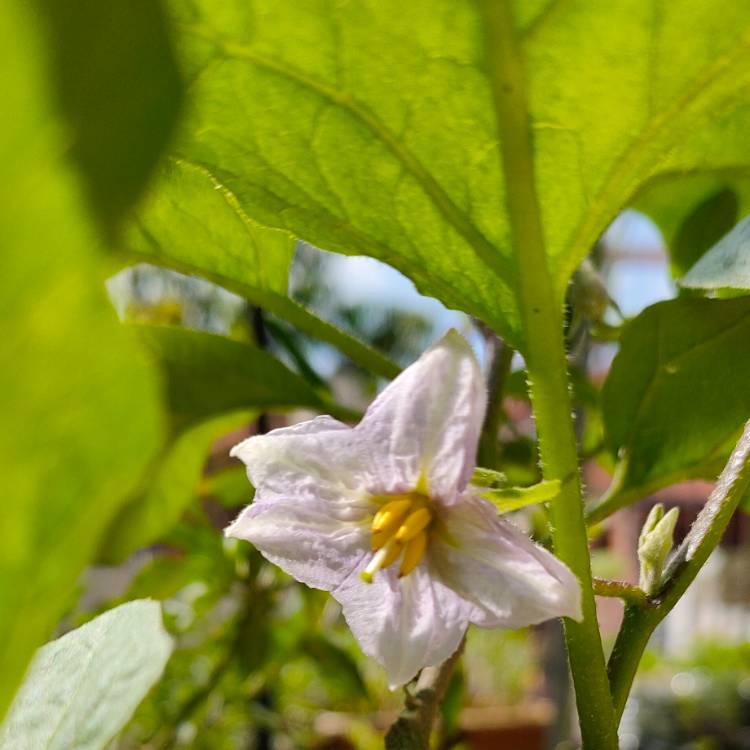 plant image 1225318