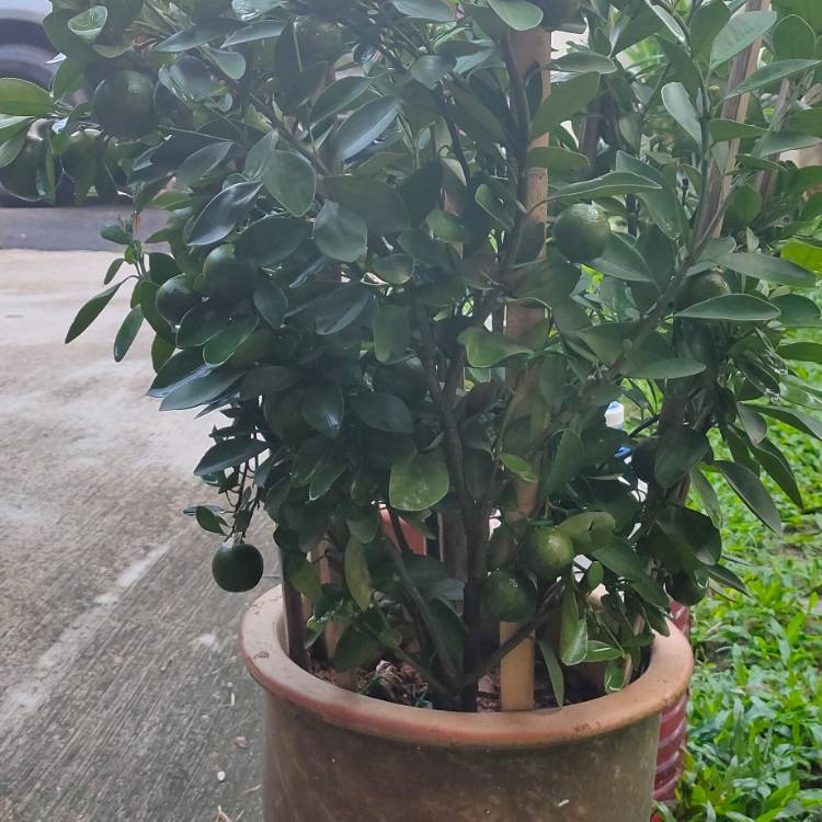 plant image 1228120