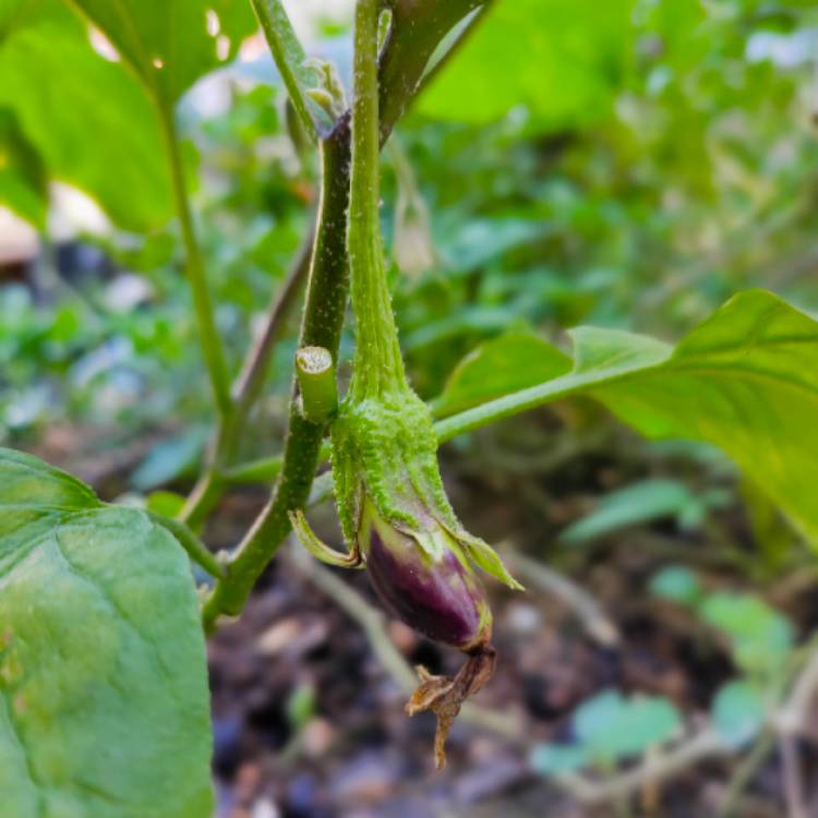 plant image 1228295