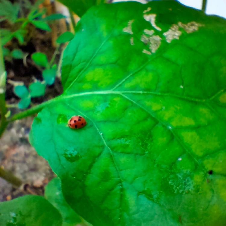 plant image 1228296