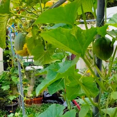 Cucumis Melo