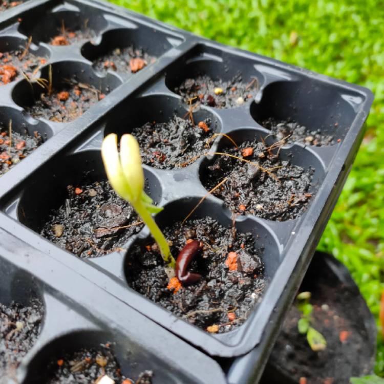 plant image 1251283