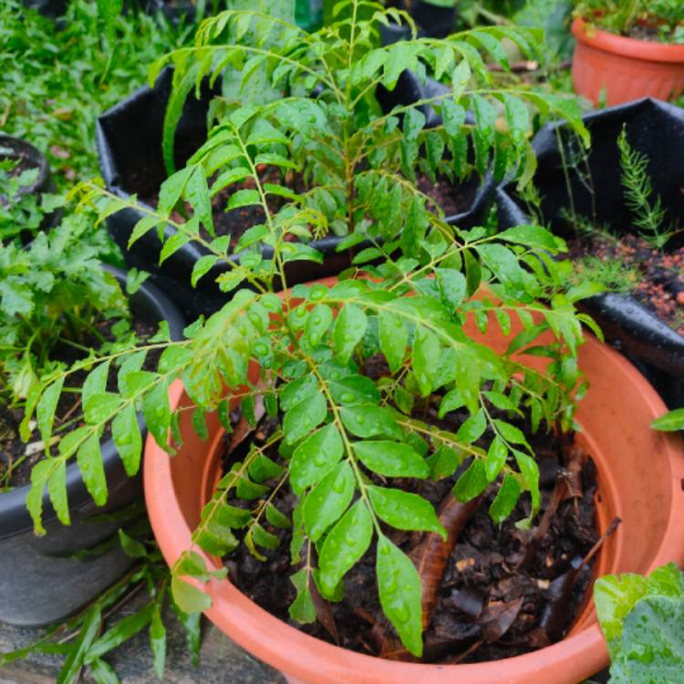 Plant image Murraya koenigii