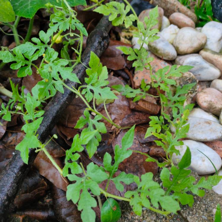plant image 1251374