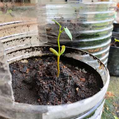 Phaseolus vulgaris