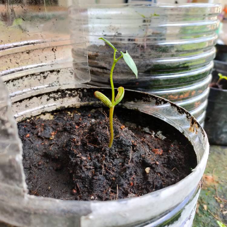 plant image 1253803