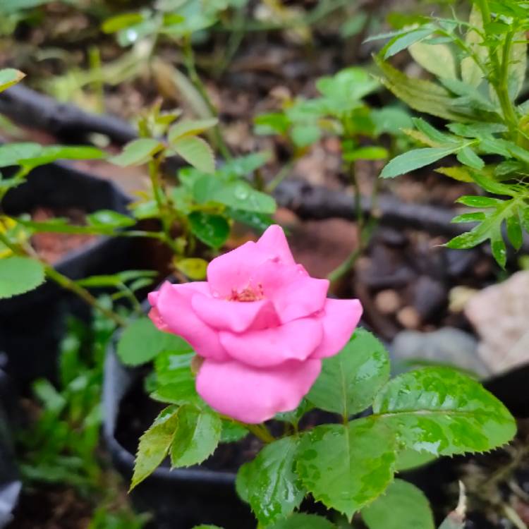 plant image 1257790