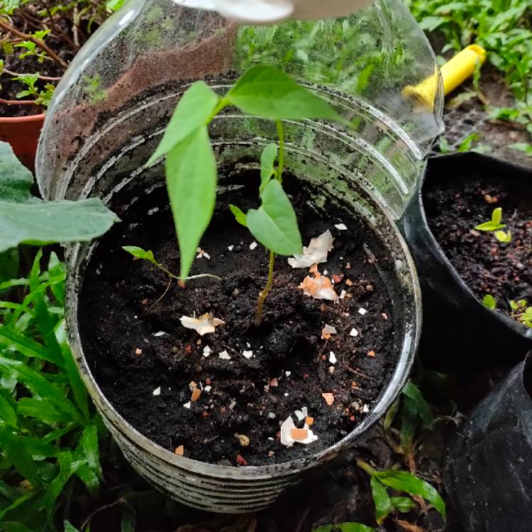 plant image 1259499