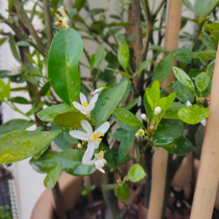 Plant image Citrus