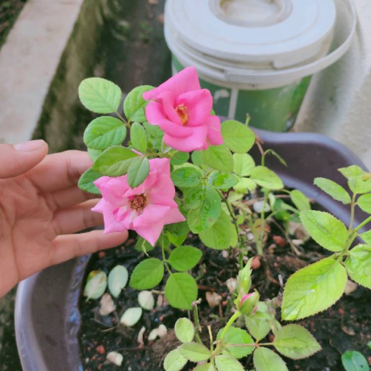 plant image 1339187