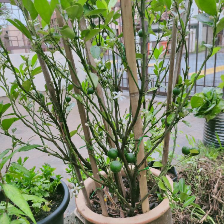 plant image 1339204