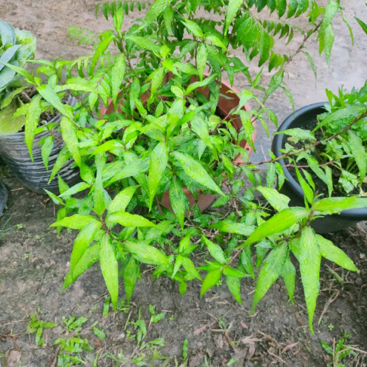 Plant image Persicaria odorata