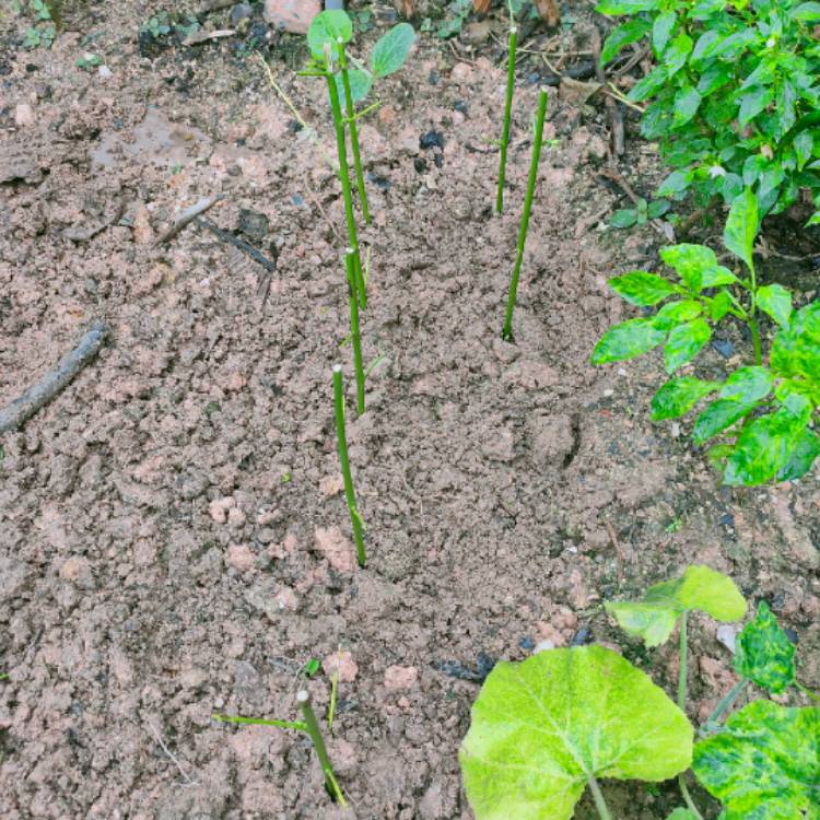 plant image 1339290