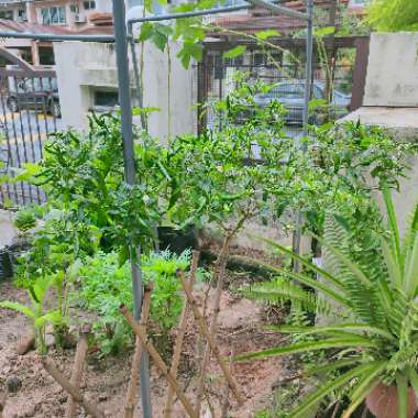 Chilli 'Bird's Eye'