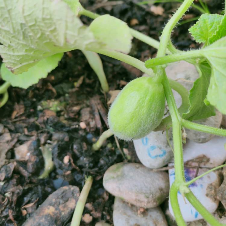 plant image 1340099 plant image 1340099