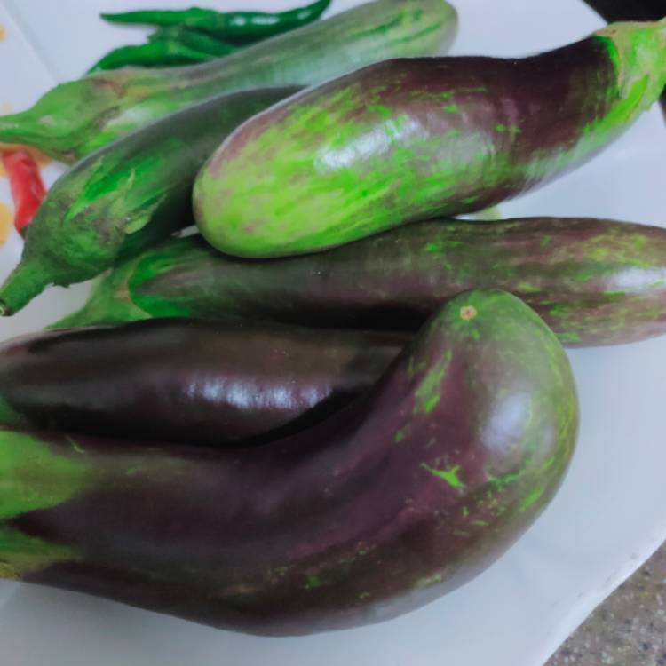 plant image 1383059