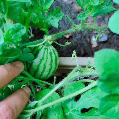 Watermelon