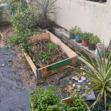 Elly's garden