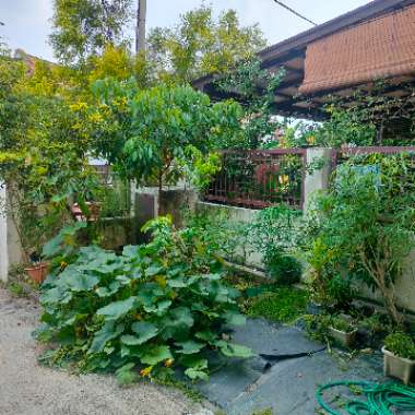 Elly's garden