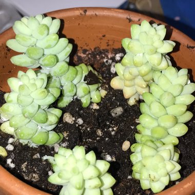 Sedum 'Burro's Tail'