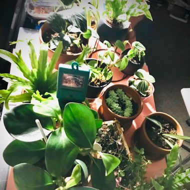 Elizabeth's garden