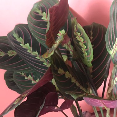 Prayer Plant 'Fascinator Tricolour'