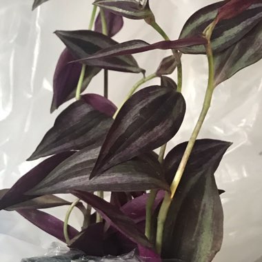 Silver Inch Plant