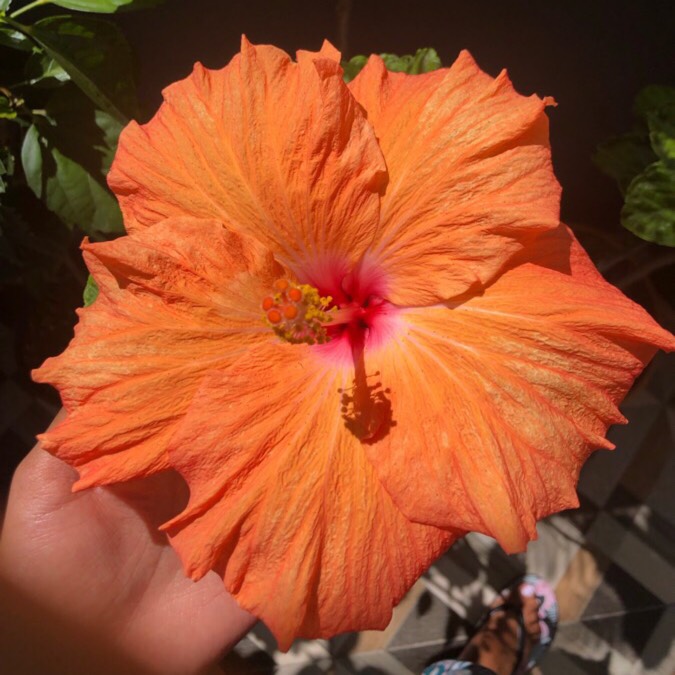 Plant image Hibiscus rosa-sinensis 'Hawaiian Sunset'