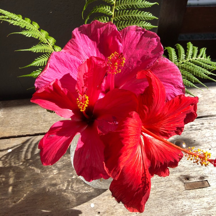 Plant image Hibiscus rosa-sinensis 'Hawaiian Skies'