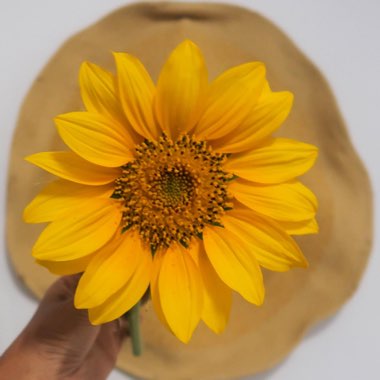 Sunflower 'Russian Mammoth'