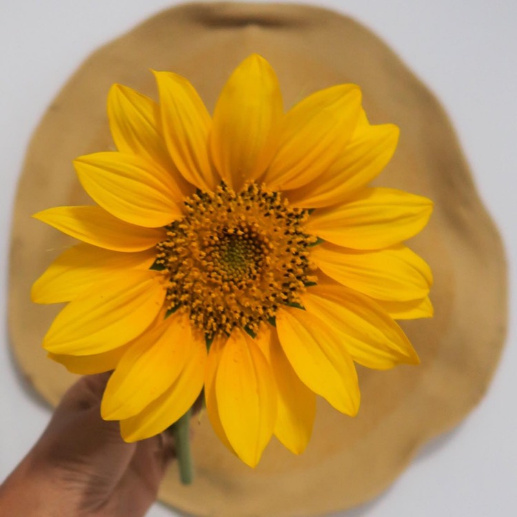 plant image 1318994