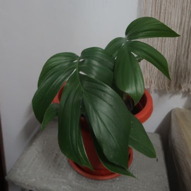 Rhaphidophora decursiva