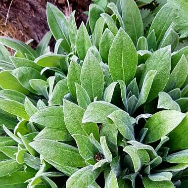 Perennial Cornflower