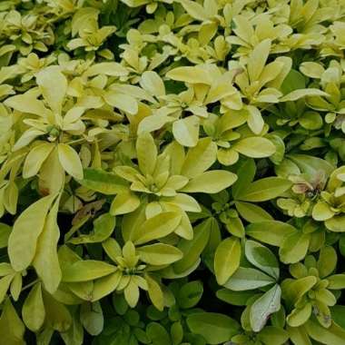 Golden Mexican Orange Blossom 'Sundance'