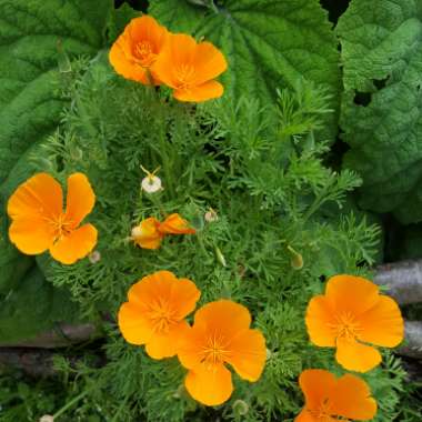 Jenny's garden