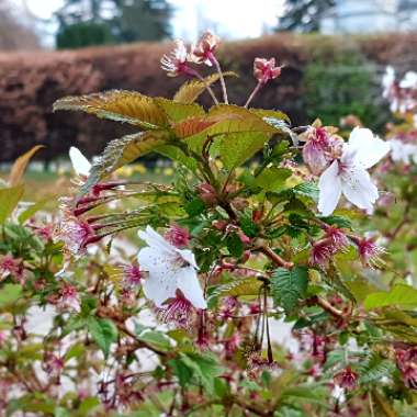 Jenny's garden