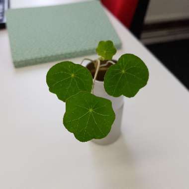 Nasturtium