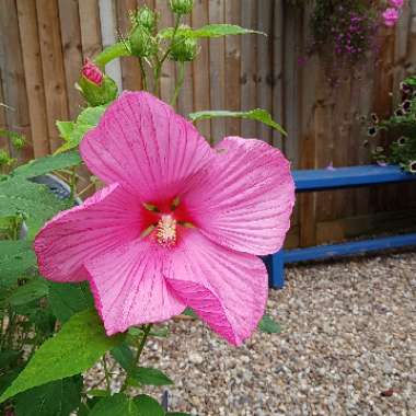 Jenny's garden