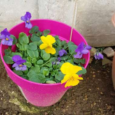 Jenny's garden