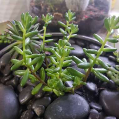 Sedum Album