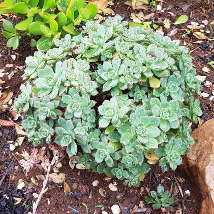 plant image 871365 plant image 871365