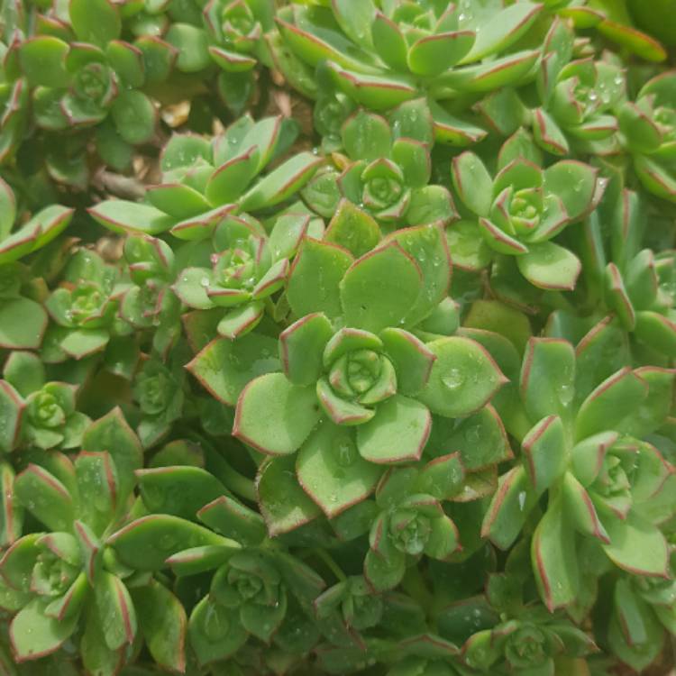 plant image 871976 plant image 871976